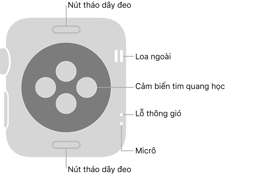 Mặt sau của Apple Watch Series 3, với các nút tháo dây ở trên cùng và dưới cùng, các cảm biến tim quang học ở giữa, cùng với loa, lỗ thông gió và micrô từ trên xuống dưới ở gần sườn.