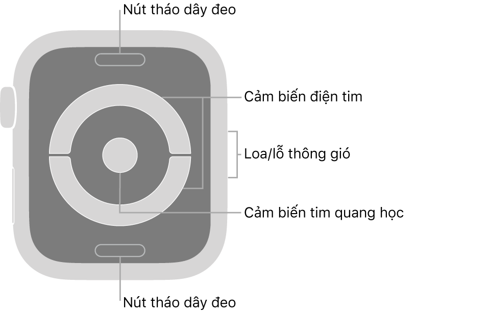 Mặt sau của Apple Watch Series 4 và Apple Watch Series 5, với các nút tháo dây ở trên cùng và dưới cùng, các cảm biến tim điện và các cảm biến tim quang học ở giữa và loa/lỗ thông gió trên sườn của đồng hồ.