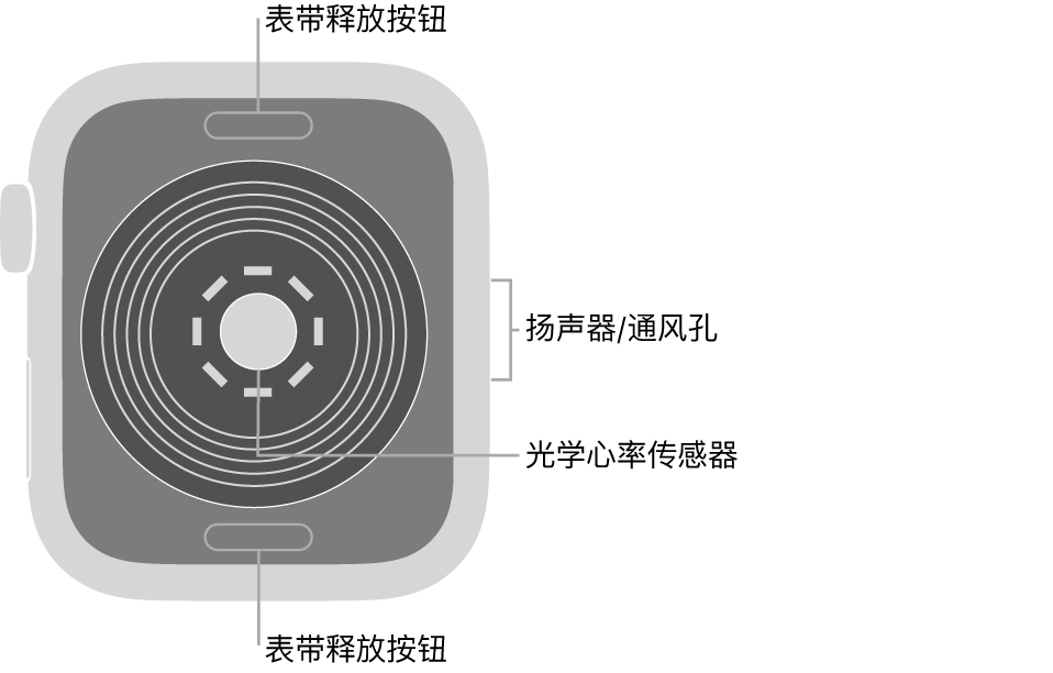 Apple Watch SE 的背面，顶部和底部是表带释放按钮，中间是光学心率传感器，侧边是扬声器/通风孔。