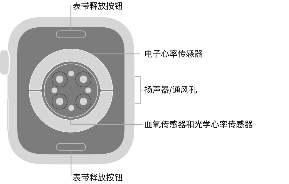 Apple Watch Series 6 的背面，顶部和底部是表带释放按钮，中间是电子心率传感器、光学心率传感器和血氧传感器，侧边是扬声器/通风孔。