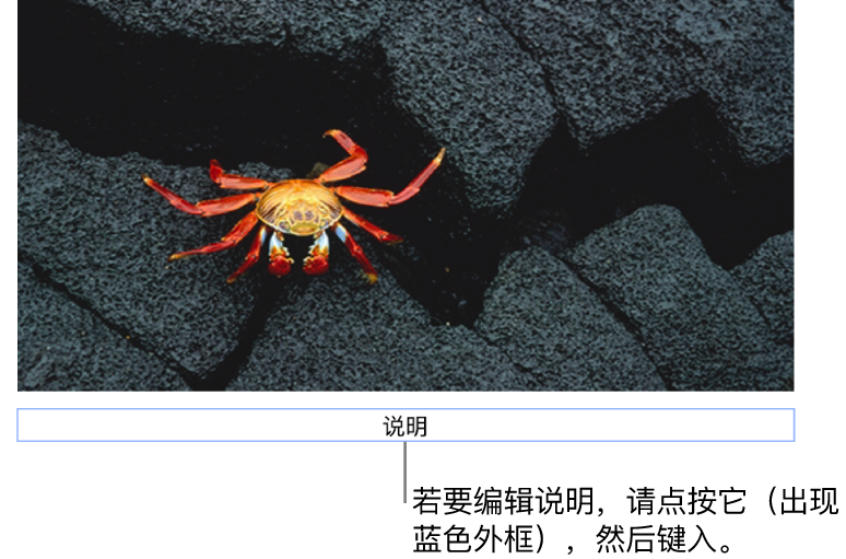 占位符说明“说明”显示在照片下方;说明栏周围的蓝色外框表示它已被选中。