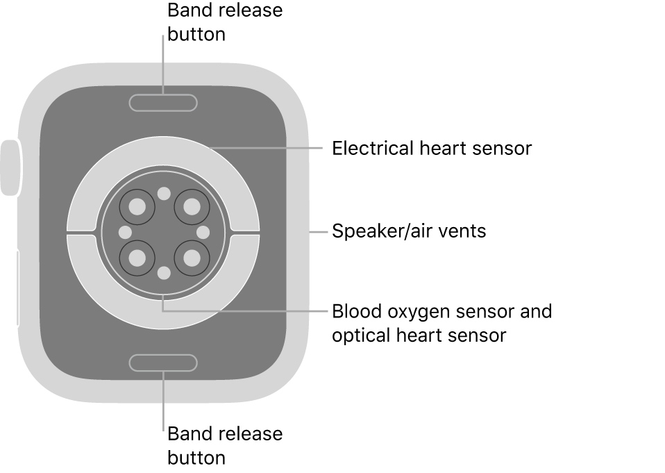 The back of Apple Watch Series 7, with the band release buttons at top and bottom, the electrical heart sensors, optical heart sensors, and blood oxygen sensors in the middle, and the speaker/air vents on the side.