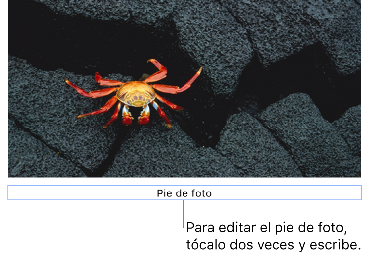 Debajo de una foto aparece el marcador de posición del pie de foto; un contorno azul que rodea el campo de pie de foto indica que está seleccionado.