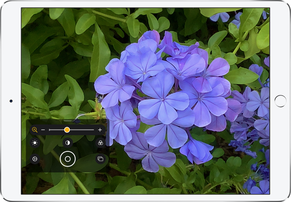 The Magnifier screen showing a close-up of a flower.