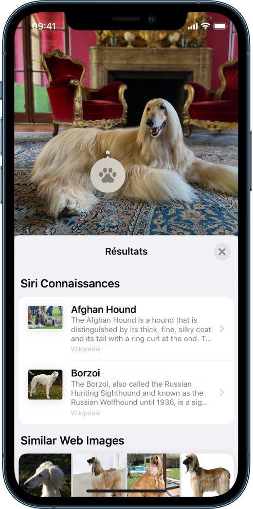 Une photo est ouverte en haut de l’écran. Sur la photo se trouve un chien sur lequel apparaît une icône « Recherche visuelle ». La moitié inférieure de l’écran comporte des sections pour les connaissances Siri, qui rassemblent des informations supplémentaires sur la race du chien, ainsi que des images web similaires, à savoir d’autres images de cette race.