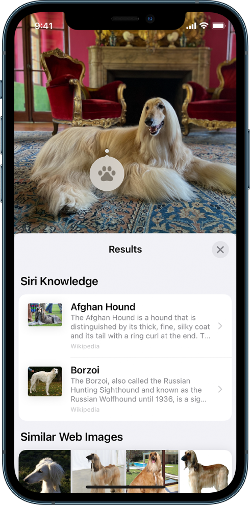 Một ảnh được mở ở đầu màn hình. Bên trong ảnh là một chú chó và trên chú chó đó là một biểu tượng Tra cứu hình ảnh. Nửa dưới của màn hình hiển thị các phần cho Tri thức của Siri, chứa các thông tin khác về giống chó và Hình ảnh tương tự trên web, hiển thị các hình ảnh khác nhau của giống chó đó.