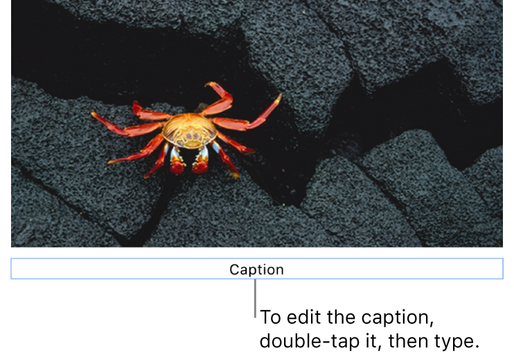 The placeholder caption, “Caption”, appears below a photo; a blue outline around the caption field shows it’s selected.