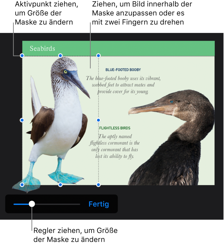 Der Regler zum Maskieren unten auf einem Foto.