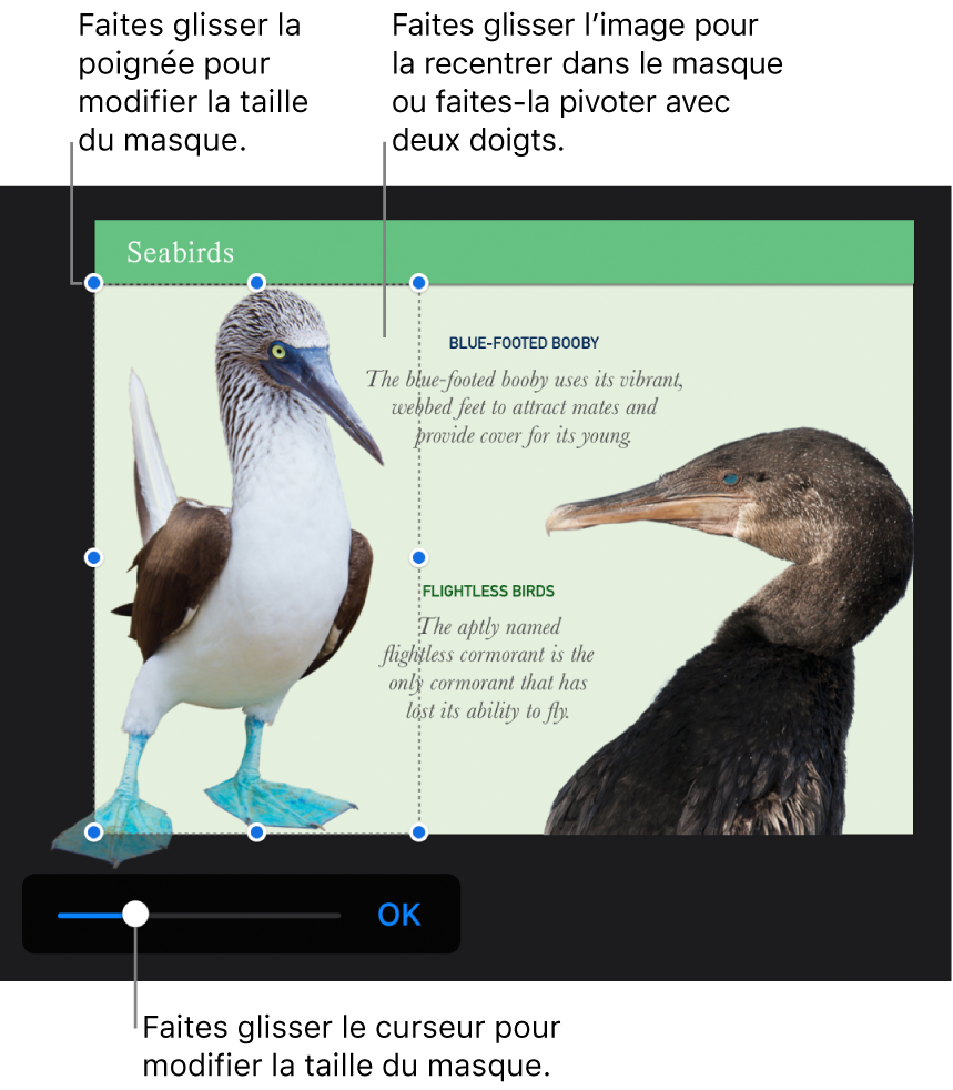 Le curseur de masque en bas d’une photo.
