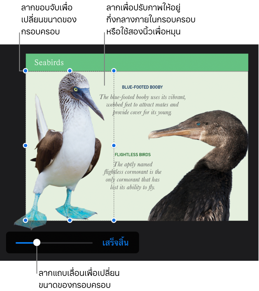 แถบเลื่อนกรอบครอบที่ด้านล่างสุดของรูปภาพ