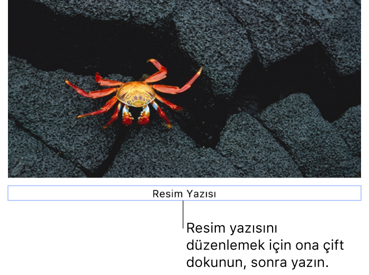 Yer tutucu resim yazısı (“Resim Yazısı”) bir fotoğrafın altında görünür, resim yazısı alanının çevresindeki mavi kontur resim yazısının seçildiğini gösterir.