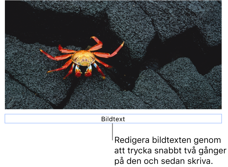 Platshållarbildtexten Bildtext visas under en bild. Den blå konturen runt bildtextfältet visar att det är valt.