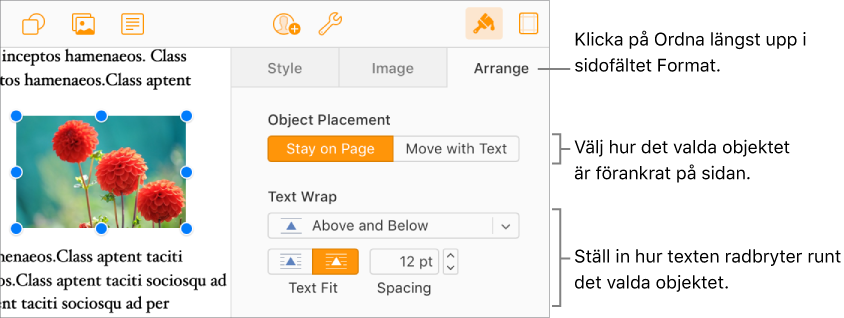 En bild är markerad i dokumenttexten. I fliken Ordna i sidofältet Format visas att objektet är inställt på Stanna på sidan, med text radbruten ovanför och under objektet.