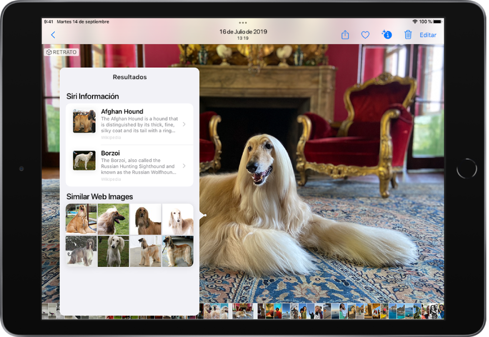 Hay abierta una foto a pantalla completa. En la foto se muestra un perro sobre el que hay un icono del buscador visual que muestra secciones de información de Siri, donde se especifica más información sobre la raza del perro, e imágenes web similares de esta raza.