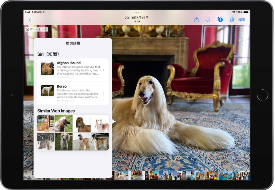 写真がフルスクリーンで開いています。写真には犬が写っています。犬の上には、「Siriの知識」（犬種についての詳しい情報が含まれています）のセクションを表示する「画像を調べる」アイコンと、「同じタイプのWebイメージ」（その犬種のさまざまなイメージが表示されます）が表示されています。