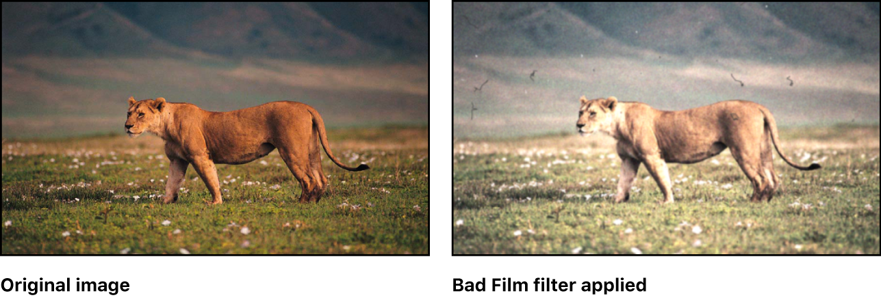 Canvas showing effect of Bad Film filter