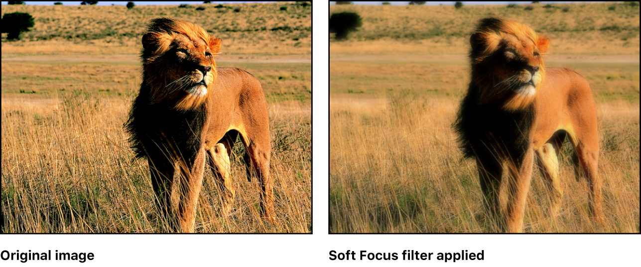 Canvas showing effect of Soft Focus filter