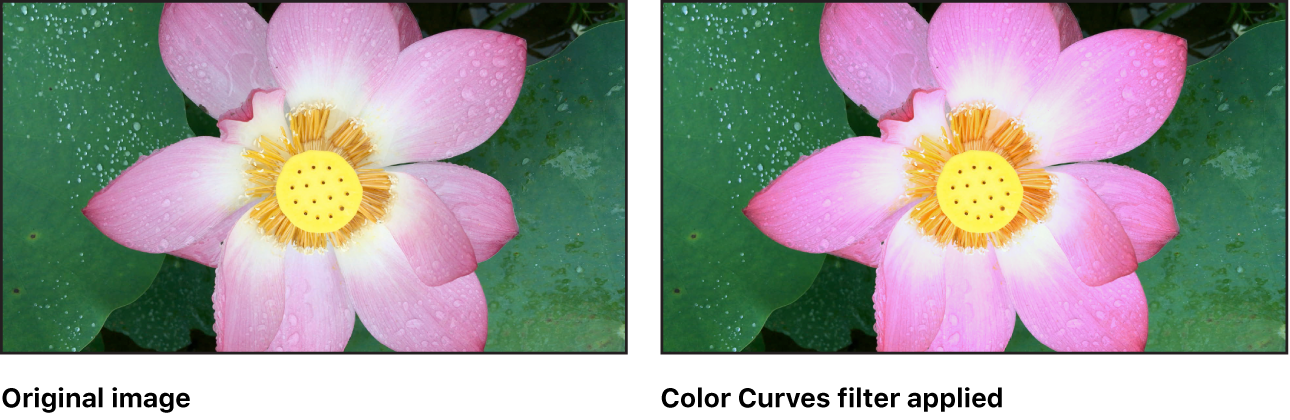 Canvas showing effect of Color Curves filter