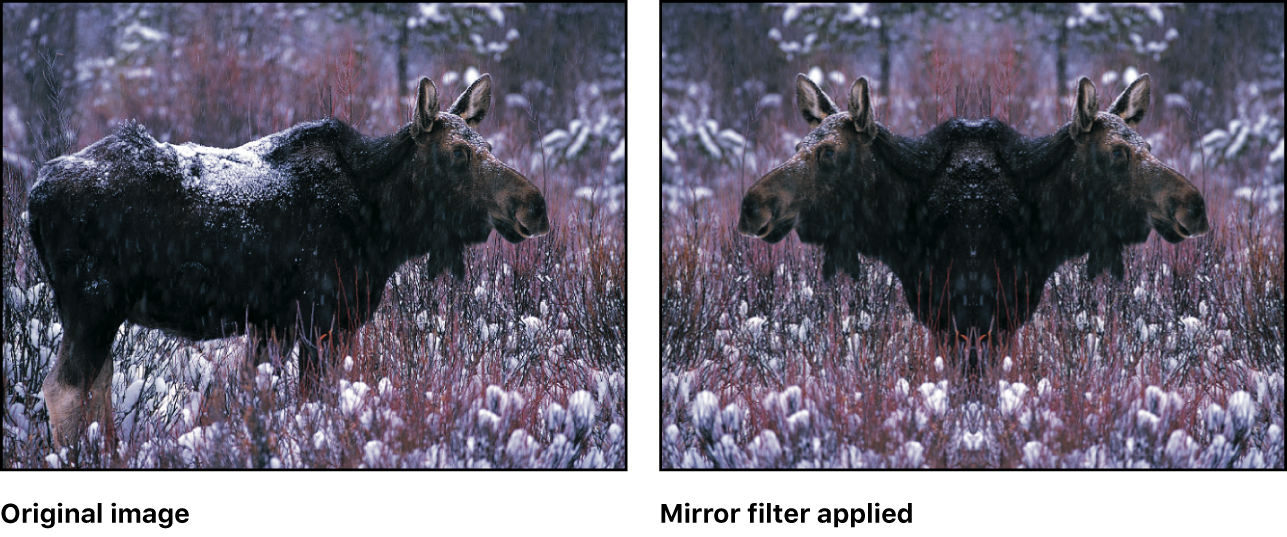 Canvas showing effect of Mirror filter