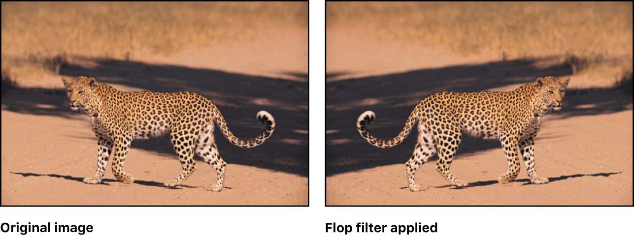canvas showing effect of Flop filter