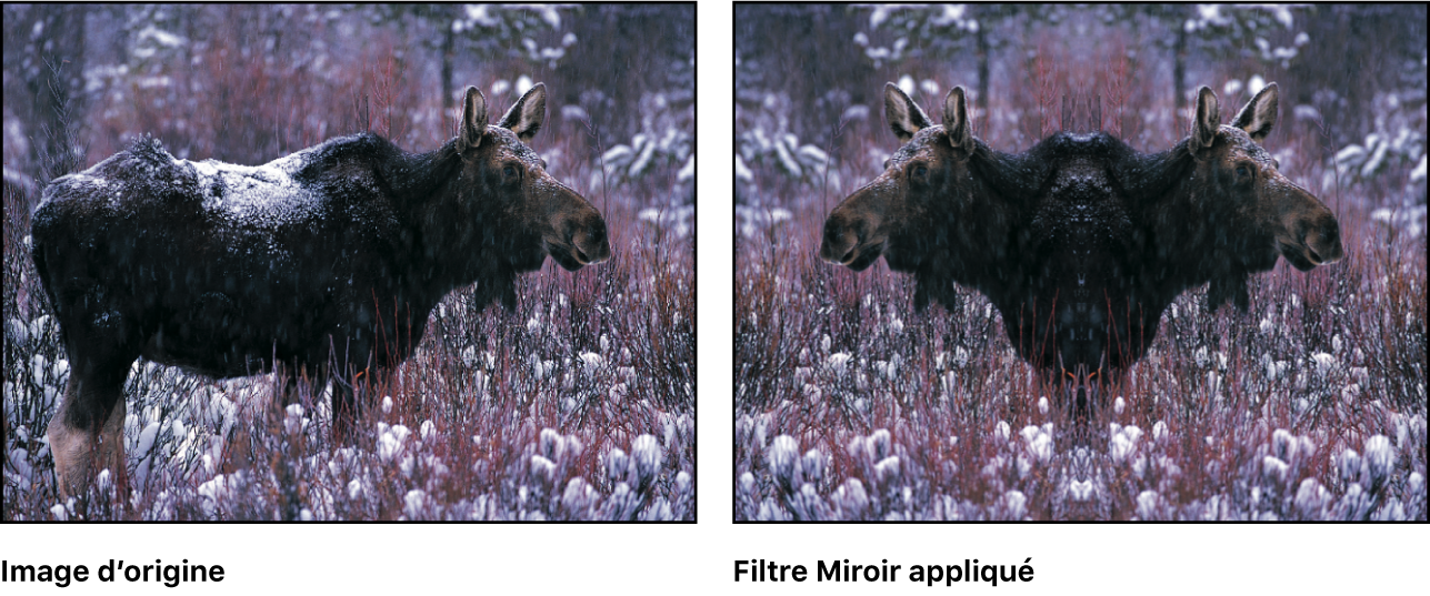 Canevas affichant l’effet du filtre Miroir