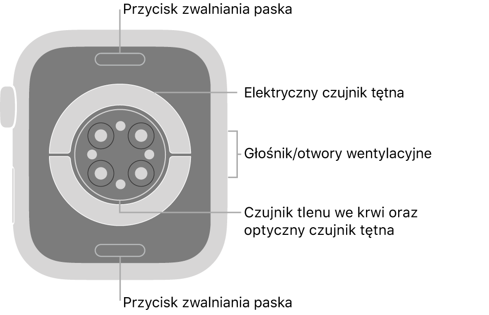Apple Watch Series 6 widziany z tyłu. Na górze i na dole znajdują się przyciski zwalniania paska. Na środku znajdują się: elektryczne czujniki tętna, optyczne czujniki tętna oraz czujniki tlenu we krwi. Z boku znajdują się otwory głośnika i wentylacji.