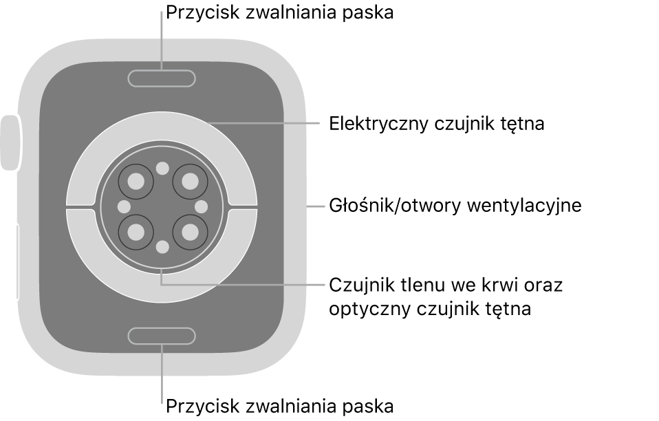 Apple Watch Series 7 widziany z tyłu. Na górze i na dole znajdują się przyciski zwalniania paska. Na środku znajdują się: elektryczne czujniki tętna, optyczne czujniki tętna oraz czujniki tlenu we krwi. Z boku znajdują się otwory głośnika i wentylacji.