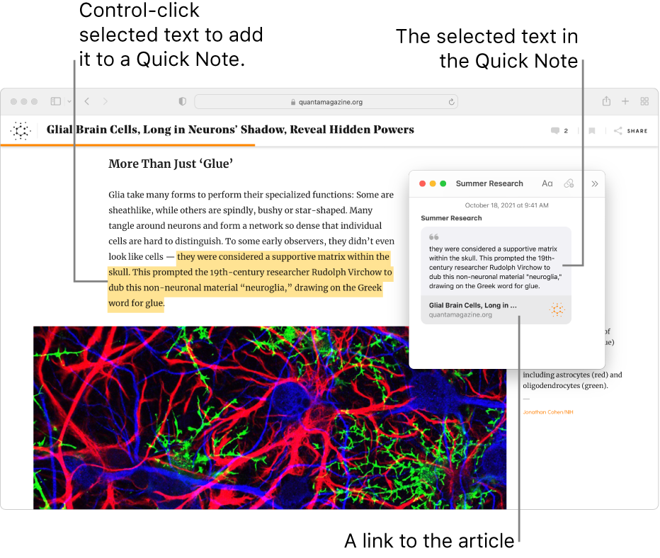 how-to-highlight-text-in-notion-app-notionzen