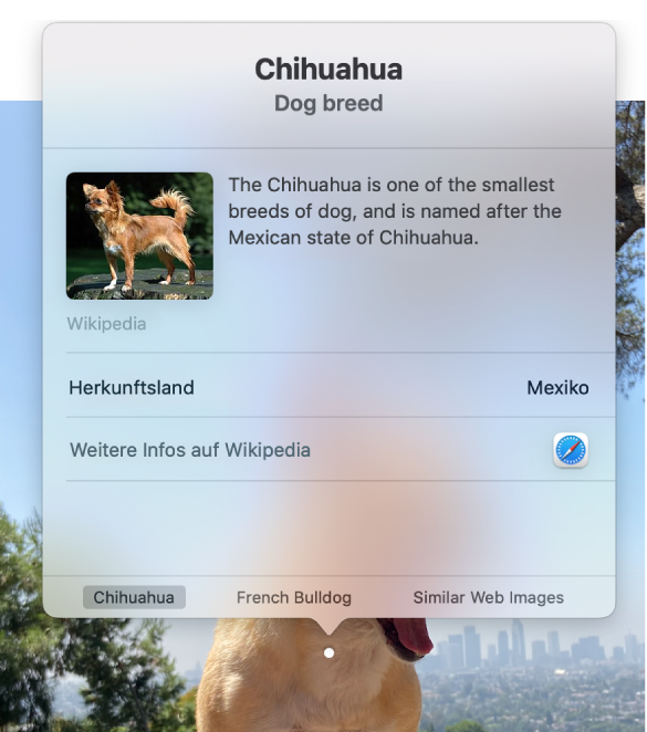 Ein Foto zeigt einen Chihuahua, der auf einem Felsen sitzt, im Fenster „Visuelles Nachschlagen“ sind Informationen über die Hunderasse „Chihuahua“ zu sehen.