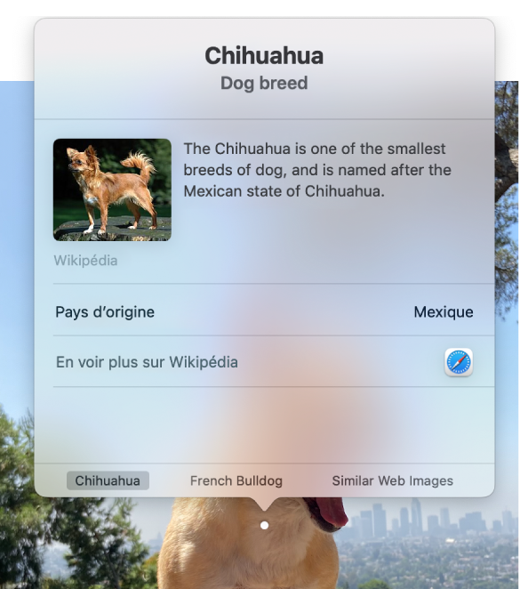 Photo d’un chihuahua assis sur un rocher, avec la fenêtre « Recherche visuelle » affichant des informations concernant la race Chihuahua.