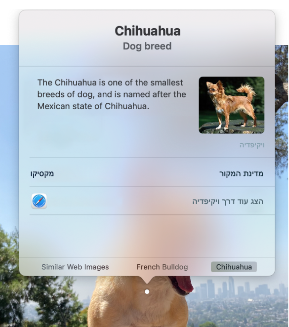 צילום של כלב צ'יוואווה יושב על סלע, עם חלון ”חיפוש ויזואלי נרחב” המציג מידע על גזע הצ’יוואווה.