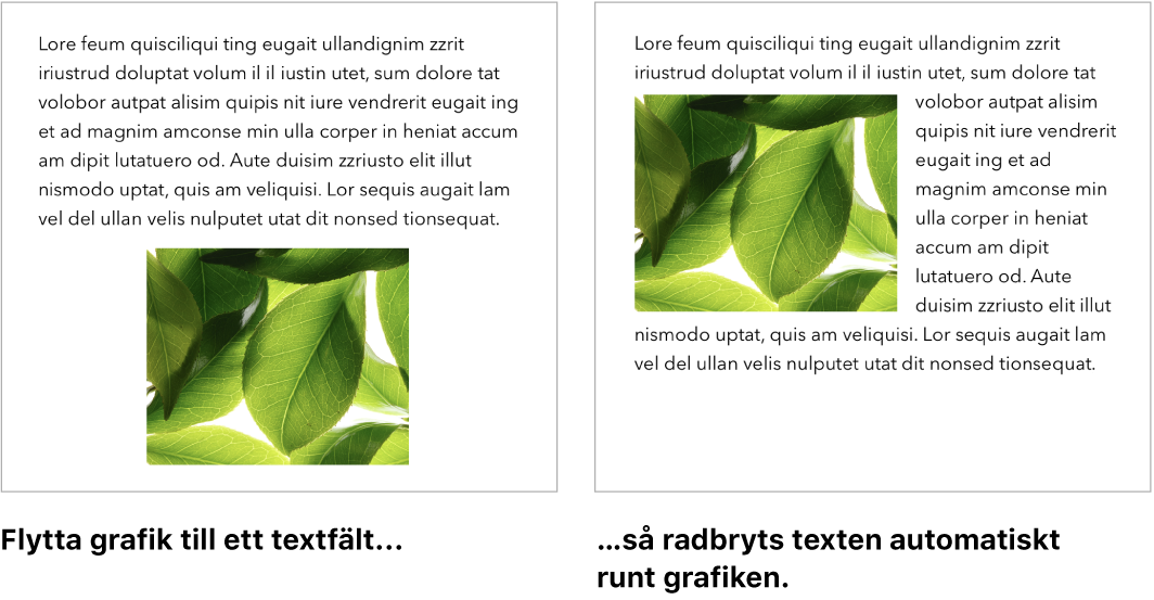 Ett Pages-fönster som visar hur text radbryts runt grafik.