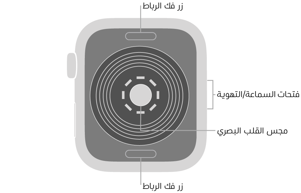 الجزء الخلفي من Apple Watch SE ويظهر به زرا تحرير الرباط في الأعلى والأسفل ومجس القلب الكهربائي في المنتصف وفتحات السماعة/التهوية على الجانب.