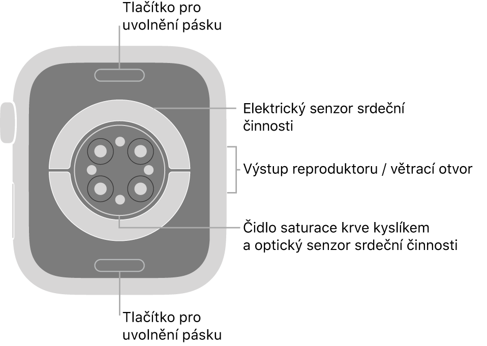 Zadní strana hodinek Apple Watch Series 6: nahoře a dole jsou tlačítka pro uvolnění řemínku, uprostřed elektrická čidla srdeční činnosti, optická čidla srdeční činnosti a čidla pro měření hladiny kyslíku v krvi a na boku je reproduktor a větrací otvor.