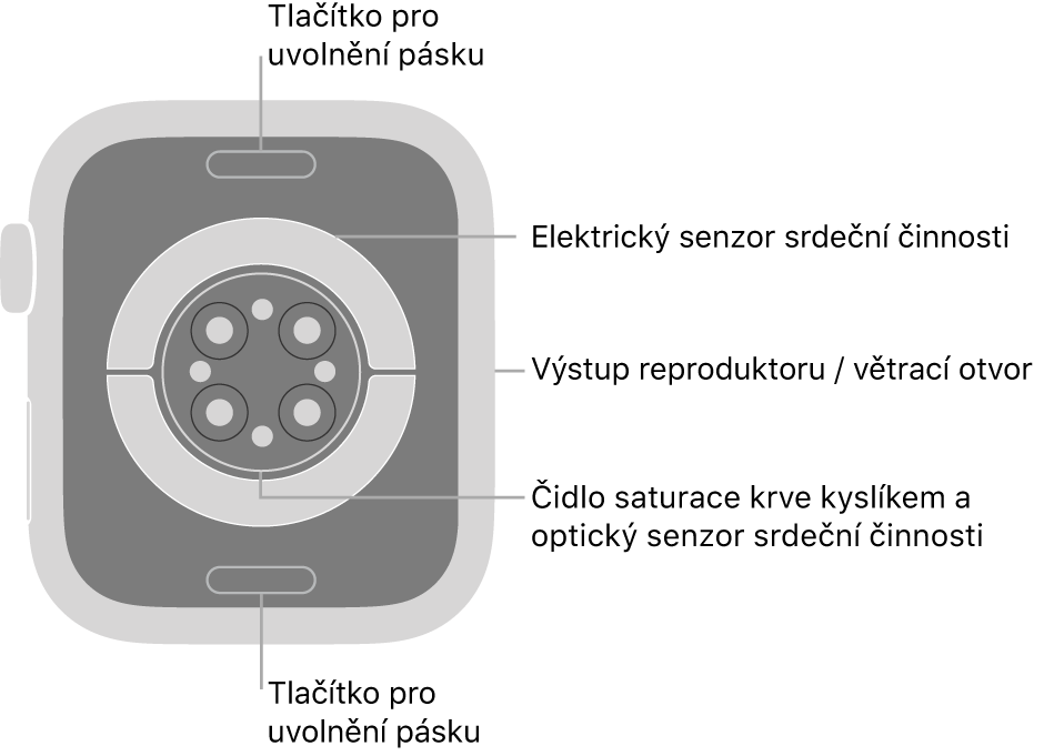 Zadní strana hodinek Apple Watch Series 7: nahoře a dole jsou tlačítka pro uvolnění řemínku, uprostřed elektrická čidla srdeční činnosti, optická čidla srdeční činnosti a čidla pro měření hladiny kyslíku v krvi a na boku je reproduktor a větrací otvor.