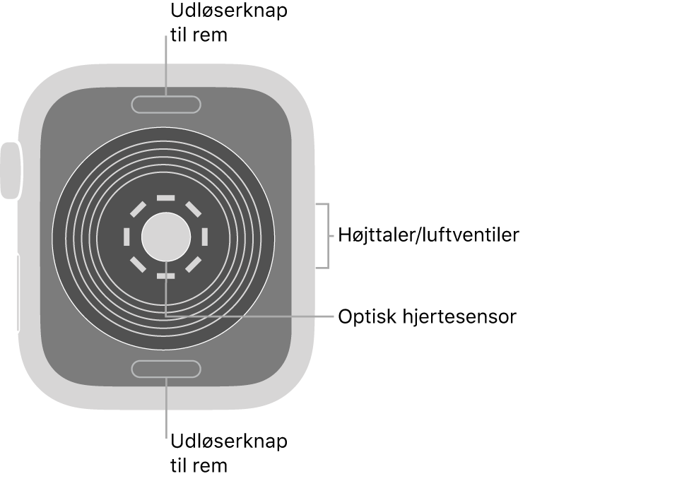 Bagsiden af Apple Watch SE med udløserknapperne foroven og forneden, den optiske pulsmåler i midten og højttaleren/ventilationshullerne på siden.