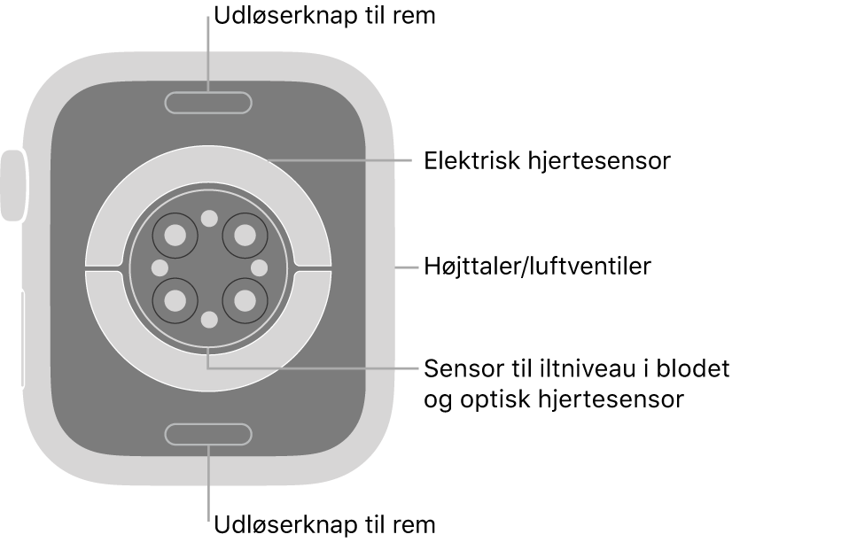 Bagsiden af Apple Watch Series 7 med udløserknapperne foroven og forneden, de elektriske pulsmålere, de optiske pulsmålere og sensorerne til iltniveau i blodet i midten og højttaleren/ventilationshullerne på siden.