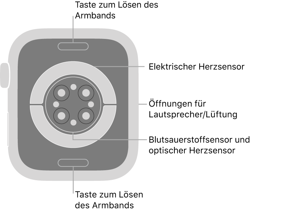 Die Rückseite der Apple Watch Series 7 mit Entriegelungstasten oben und unten, elektrischem Herzsensor, optischem Herzsensor und dem Sensor für den Sauerstoffgehalt im Blut in der Mitte sowie den Lautsprecher-/Lüfteröffnungen an der Seite.