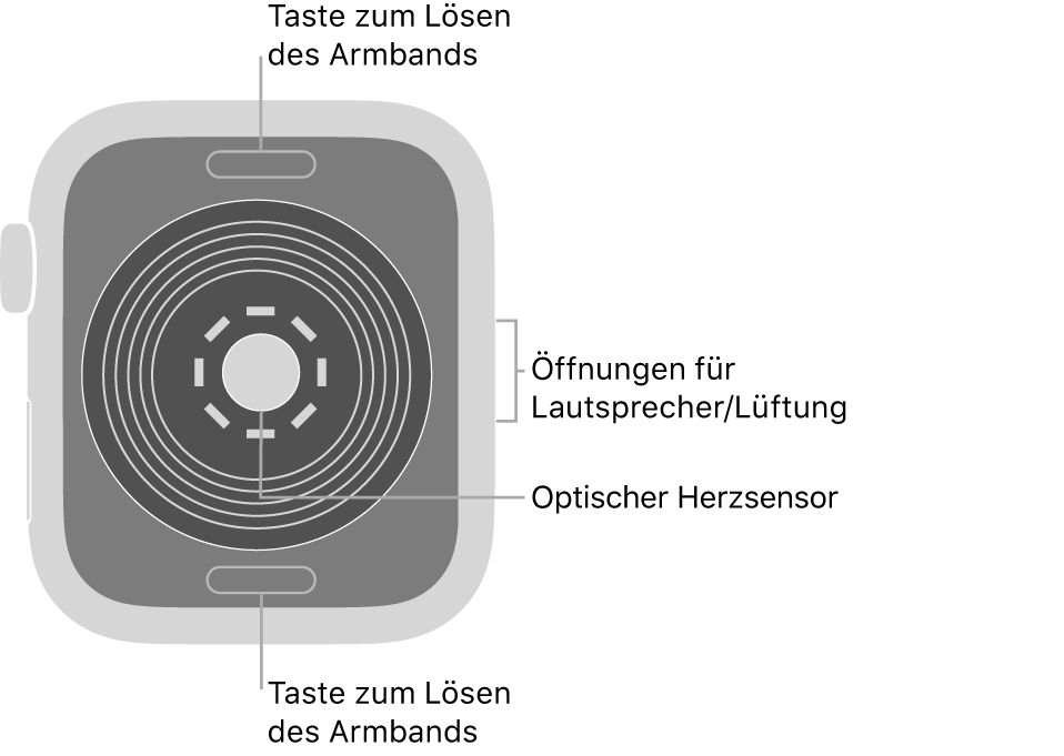 Die Rückseite der Apple Watch SE mit Entriegelungstasten oben und unten, optischem Herzsensor in der Mitte sowie Lautsprecher-/Lüfteröffnungen an der Seite.