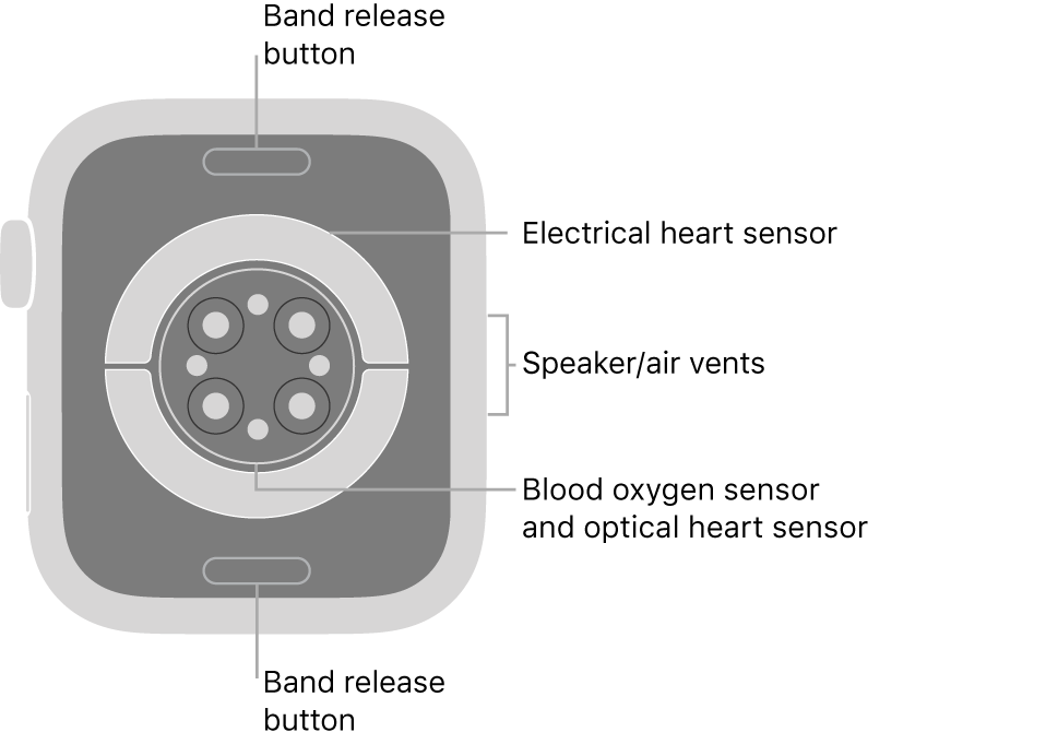 The back of Apple Watch Series 6, with the band release buttons at top and bottom, the electrical heart sensors, optical heart sensors, and blood oxygen sensors in the middle, and the speaker/air vents on the side.