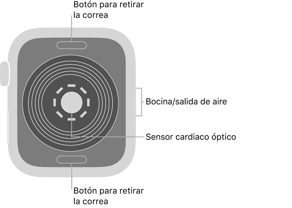 En el reverso del Apple Watch SE se muestran los botones de liberación de correa en la parte superior e inferior; el sensor óptico para medir la frecuencia cardíaca en el centro; y la bocina/ranuras de aire en un lado.