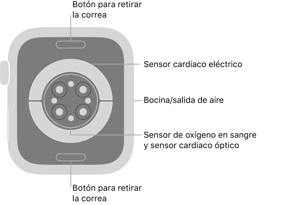 En el reverso del Apple Watch Series 7 se muestran los botones de liberación de correa en la parte superior e inferior; los sensores eléctricos y ópticos para medir la frecuencia cardíaca y los sensores para medir los niveles de oxígeno en la sangre en el centro; y la bocina/ranuras de aire en un lado.