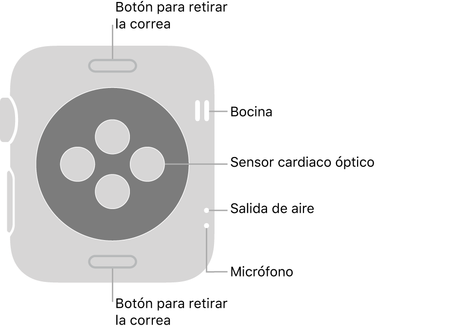 En el reverso del Apple Watch Series 3 se muestran los botones de liberación de correa en la parte superior e inferior; los sensores ópticos para medir la frecuencia cardíaca en el centro; y, en orden descendente, la bocina, la ranura de aire y el micrófono en un lado del reloj.