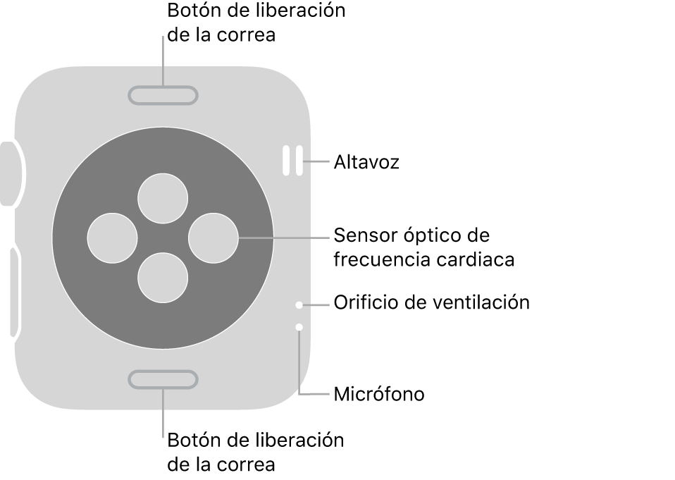 La trasera del Apple Watch Series 3, con los botones de liberación de la correa arriba y abajo, los sensores ópticos de frecuencia cardiaca en el medio, y el altavoz, el orificio de ventilación y el micrófono de arriba abajo cerca del lateral.