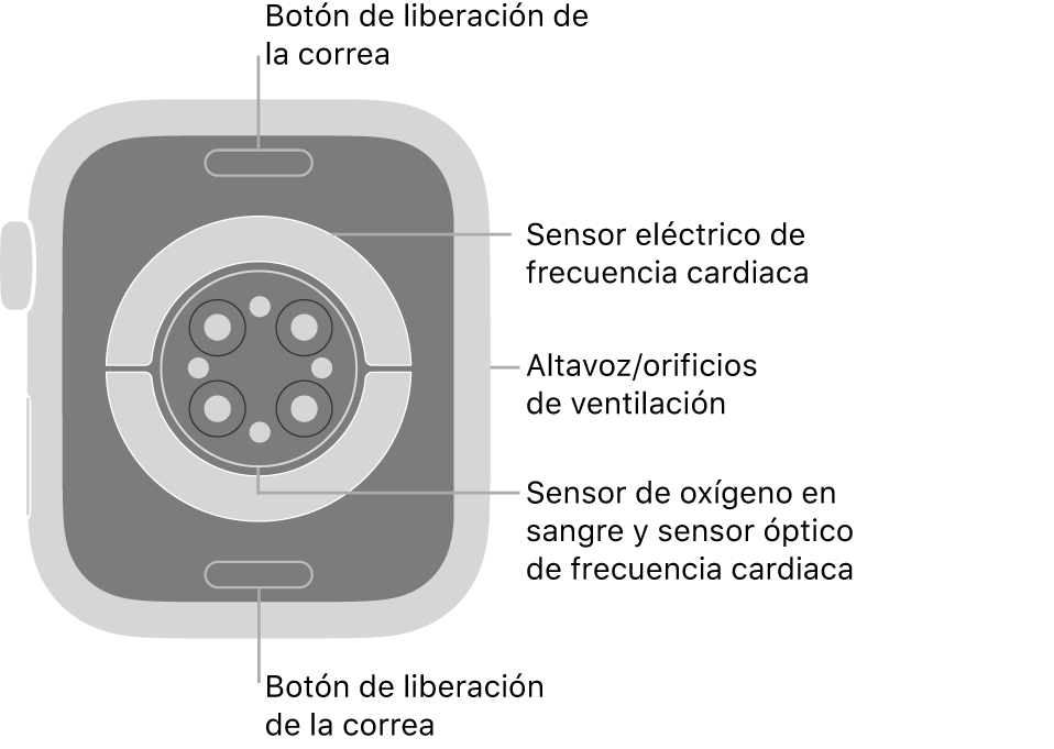 La trasera del Apple Watch Series 7, con los botones de liberación de la correa arriba y abajo, los sensores eléctricos de frecuencia cardiaca, los sensores ópticos de frecuencia cardiaca y los sensores de los niveles de oxígeno en sangre en el medio, y el altavoz/orificios de ventilación en el lateral.