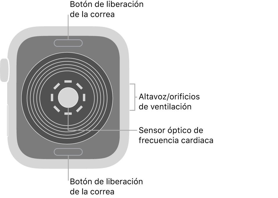 La trasera del Apple Watch SE, con los botones de liberación de la correa arriba y abajo, el sensor óptico de frecuencia cardiaca en el medio, y el altavoz/orificios de ventilación en el lateral.
