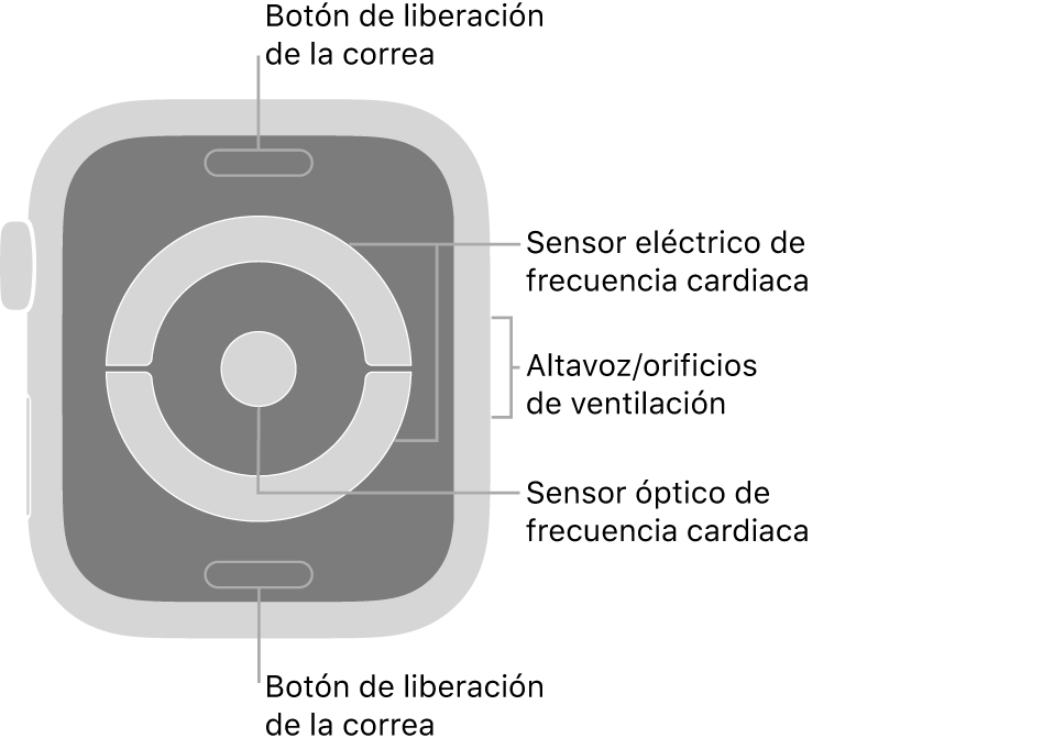 La trasera del Apple Watch Series 4 y el Apple Watch Series 5, con los botones de liberación de la correa arriba y abajo, los sensores eléctricos de frecuencia cardiaca y el sensor óptico de frecuencia cardiaca en el medio, y el altavoz/orificios de ventilación en el lateral del reloj.
