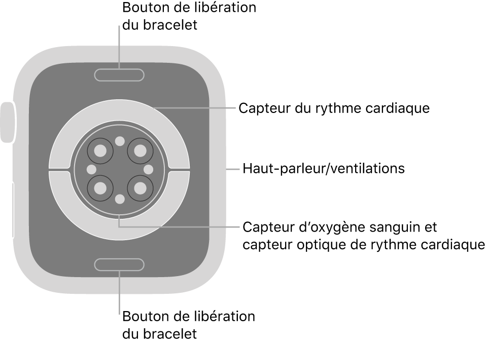 Le dos de l’Apple Watch Series 7, avec les boutons de retrait du bracelet en haut et en bas, les capteurs de rythme cardiaque électriques et les capteurs d’oxygène sanguin au centre, puis le haut-parleur et les évents sur le côté.
