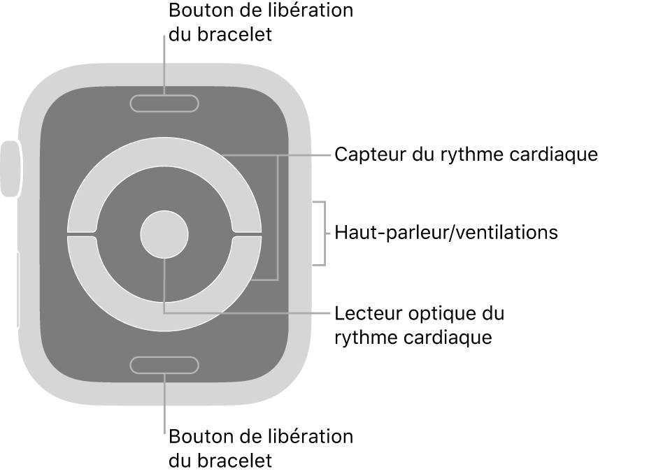 Le dos des Apple Watch Series 4 et Series 5, avec les boutons de retrait du bracelet en haut et en bas, les capteurs de rythme cardiaque électriques et optique au centre, puis le haut-parleur et les évents sur le côté.