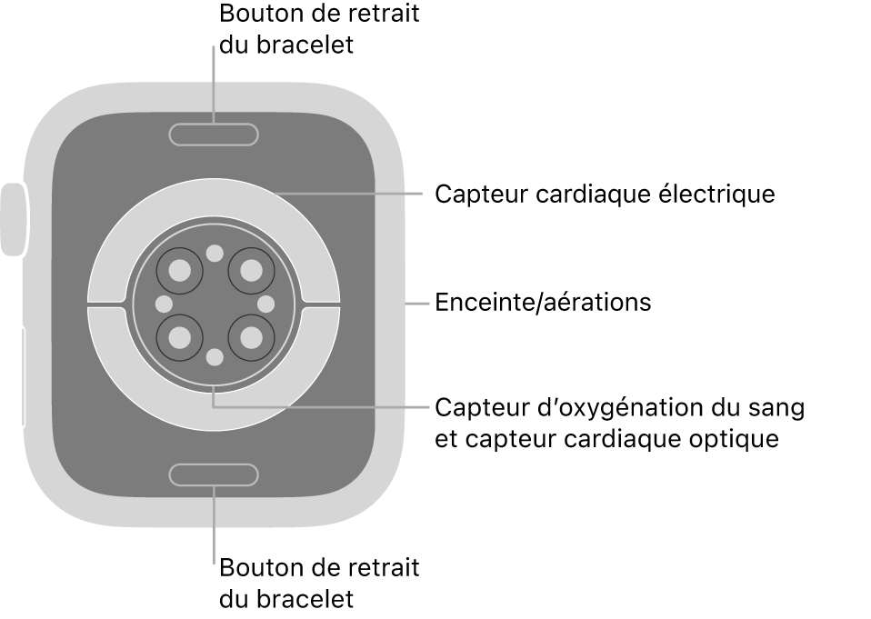 L’arrière de l’Apple Watch Series 7, avec les boutons de retrait du bracelet en haut et en bas, les capteurs électriques de fréquence cardiaque, les capteurs optiques de fréquence cardiaque et les capteurs d’oxygénation du sang au milieu, ainsi que le haut-parleur et les aérations sur le côté.